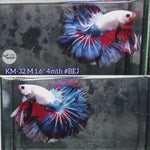 Live Male Betta Fancy Red blue Dragon Over Halfmoon (KM-32) High quality what you see what you get!