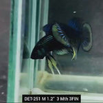 Live Male Betta Green-yellow Imbellis Wild Plakat (DET-251) High quality what you see what you get!!
