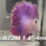 Live Male Betta Fancy Purple Lavender Halfmoon Rosetail (Sky-672) High quality what you see what you get!!