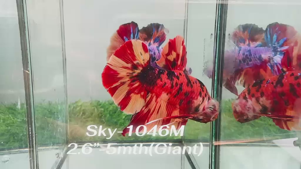 Live Male Betta Classic Nemo Giants Plakat (Sky-1046)S195 High quality what you see what you get!!