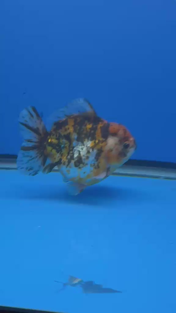 Thai Oranda  Tricolor 4"inch Body Male (Tex-349) R1A09