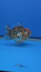 Thai Oranda  Tricolor 4"inch Body Male (Tex-349) R1A09
