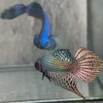Live Male Betta Copper Alien Hybrid Wild Plakat (BID-162) High quality What you see What you get!!