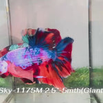 Live Male Betta Fancy Marble Giants Plakat (Sky-1175) High quality what you see what you get!!