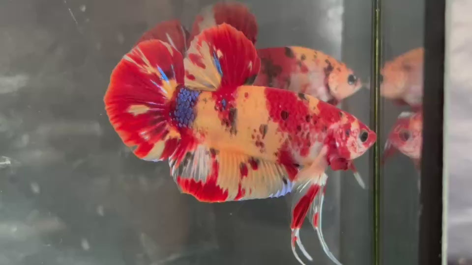 Live Male Betta Red Yellow Galaxy Nemo Duo Colors Giants Plakat (TNK-A516) High quality what you see what you get!!