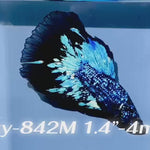 Live Male Betta Blackstar Avatar Halfmoon (Sky-842) High quality what you see what you get!!