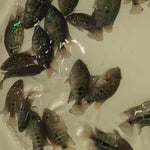 GREEN TEXAS GT75 FRY 1.00-2.00 inch