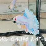 Live Male Betta Fancy Yellow Blue Grizzle Halfmoon Rosetail (Sky-643) High quality what you see what you get!!