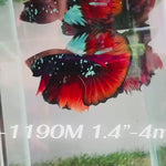Live Male Betta Red Black Galaxy Over Halfmoon (Sky-1190) High quality what you see what you get!!