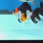 Thai Oranda Tri Color body breed 2.5" Body Female 6mths(FEB-566)R3B22