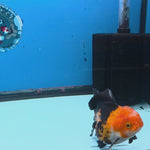 Thai Oranda Jumbo Breed Apache 3.5" Body Female (FEB-608)