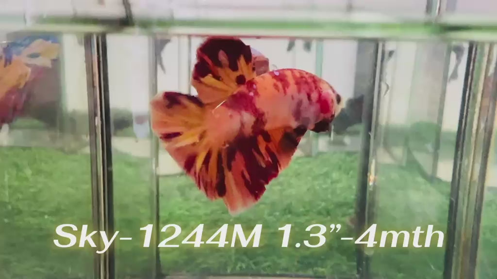 Live Male Betta Red Yellow Fire Marble Plakat (Sky-1244) High quality What you see What you get!!