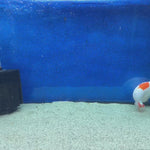 Thai Ranchu Red & White 4in Female (FEB-465)BLUETUBA