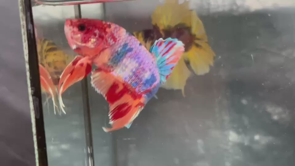 Live Male Betta Candy Sweet colors Giants Plakat (TNK-A639)S236 High quality what you see what you get!!