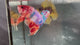 Live Male Betta Candy Sweet colors Giants Plakat (TNK-A639)S236 High quality what you see what you get!!