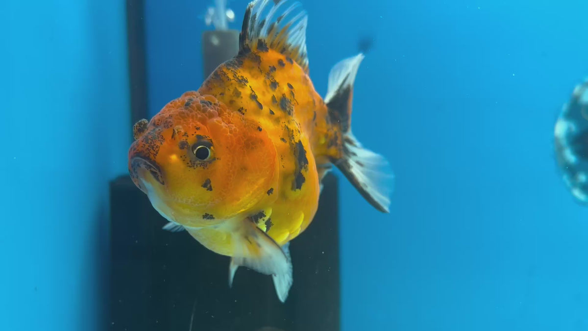 Thai Oranda Red Tiger Calico by Shogun Farm 3” Body Female(CK-1141)R3B18