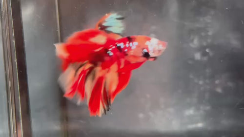 Live Male Betta Galaxy Nemo Fire Halfmoon (TNK-A243)S133 High
