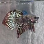 Live Male Betta Copper Alien Hybrid Wild Plakat (BID-168) High quality What you see What you get!!