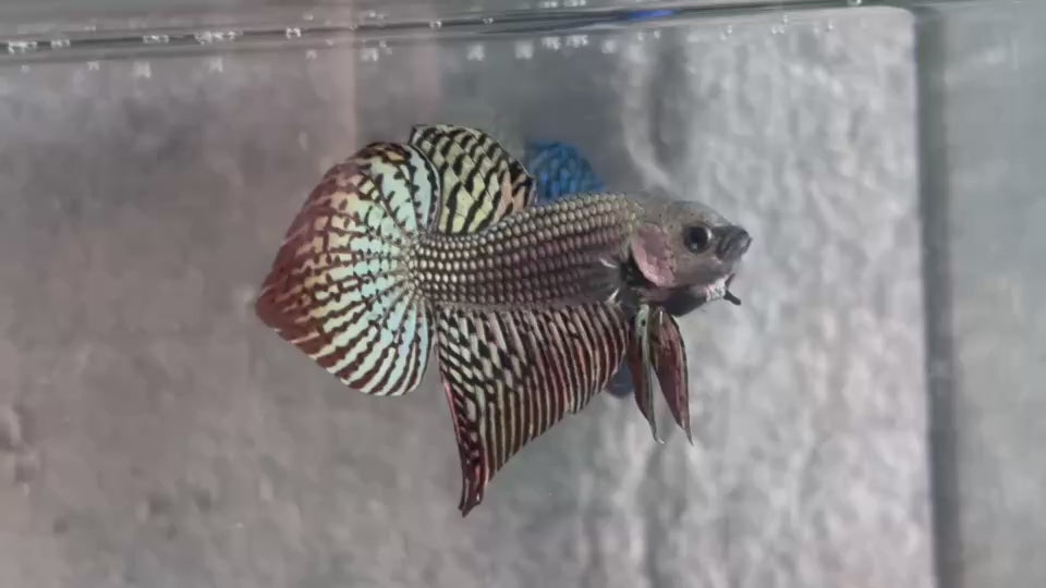 Live Male Betta Copper Alien Hybrid Wild Plakat (BID-168) S187 High quality What you see What you get!!