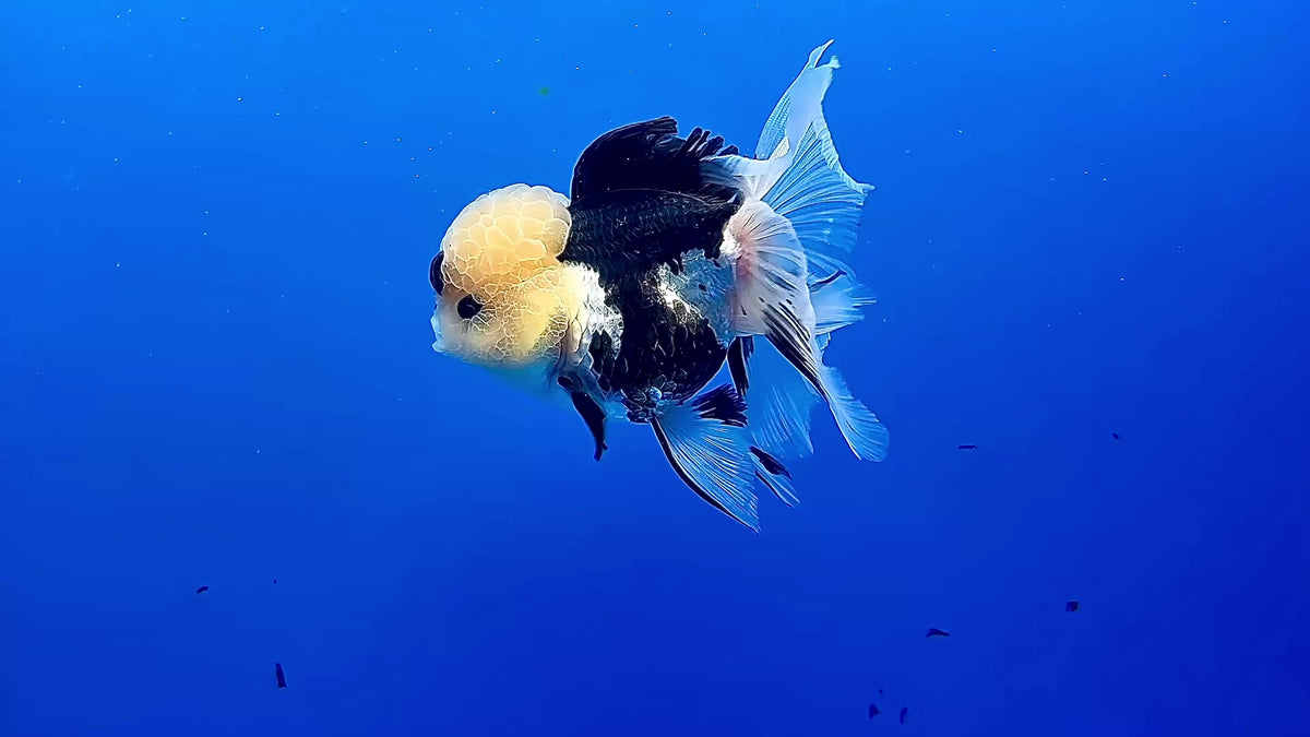 Thai Fancy Panda FeMale Oranda 3.5" Body (Lux-03) R3A16