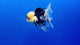Thai Fancy Panda FeMale Oranda 3.5" Body (Lux-03) R3A16