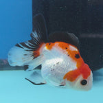 Thai Oranda Tri Color 3 in Body Female (FEB-526)R3A07
