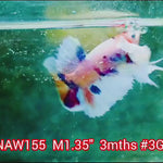 H Live Male Betta Candy Dumbo Big ear Plakat (NAW-155) what you see what you get!