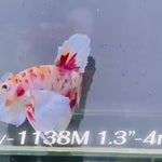 Live Male Betta Fancy Koi Dumbo big ear Plakat (Sky-1138)S007 High quality What you see What you get!!