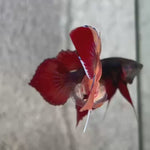 Live Male Betta Nemo Splendens Hybrid Wild Plakat (BID-117)S134 High quality what you see what you get!!