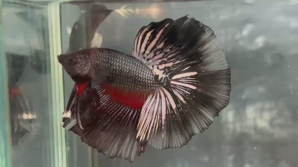 Live Male Betta Black Red Copper Dragon Over Halfmoon (TNK-A788) High quality What you see What you get!!