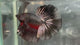 Live Male Betta Black Red Copper Dragon Over Halfmoon (TNK-A788) High quality What you see What you get!!