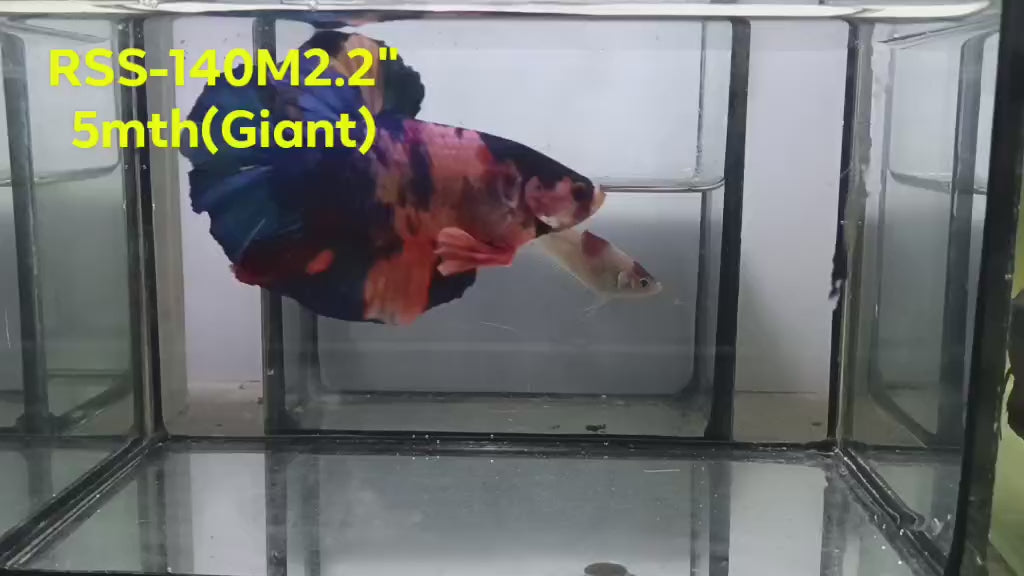 Live Male Betta Fancy Koi Giants Plakat (RSS-140) High quality what you see what you get!!