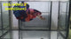 Live Male Betta Fancy Koi Giants Plakat (RSS-140) High quality what you see what you get!!