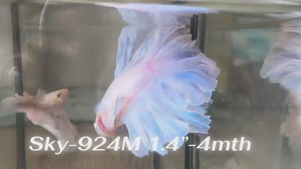 Live Male Betta Fancy Light Colors Halfmoon Rosetail (Sky-924)CUP High quality What you see What you get!!