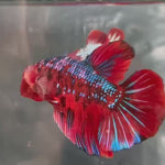 Live Male Betta Red Galaxy Koi Giants Plakat (TNK-A714) High quality what you see what you get!!