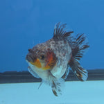 Thai Oranda Calico Shogun Farm 3.5" Body Male 8mths(FEB-553)R3A02
