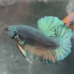 Live Male Betta Steelblue Dark Colors Giants Plakat (TNK-A479) High quality What you see What you get!!