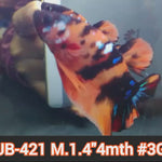 H Live Male Betta Orange Nemo Koi Plakat (JUB-421) What you see What you get!