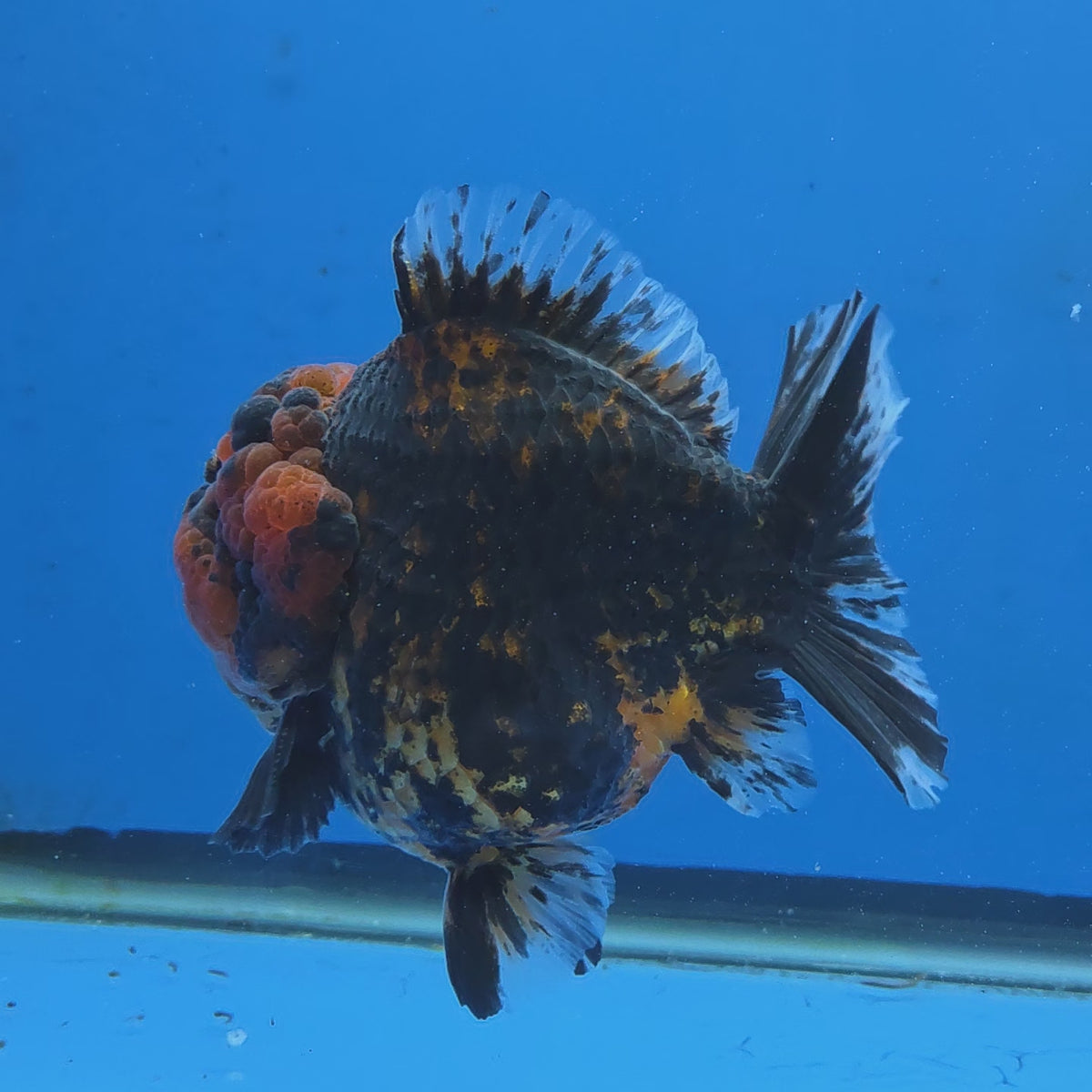 Thai Oranda Black Tiger Godzilla 4” Body Male (G-FEB-102)BlueTubB