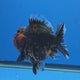 Thai Oranda Black Tiger Godzilla 4” Body Male (G-FEB-102)BlueTubB