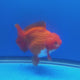 Thai Jumbo Oranda Red & White 4.5in Female (FEB-229)R2A16