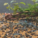 Live Freshwater Aquarium Fancy Shrimp Black Rili High Quality 10/$30, 20/$50 (Neocaridina sp.)(FS-006)