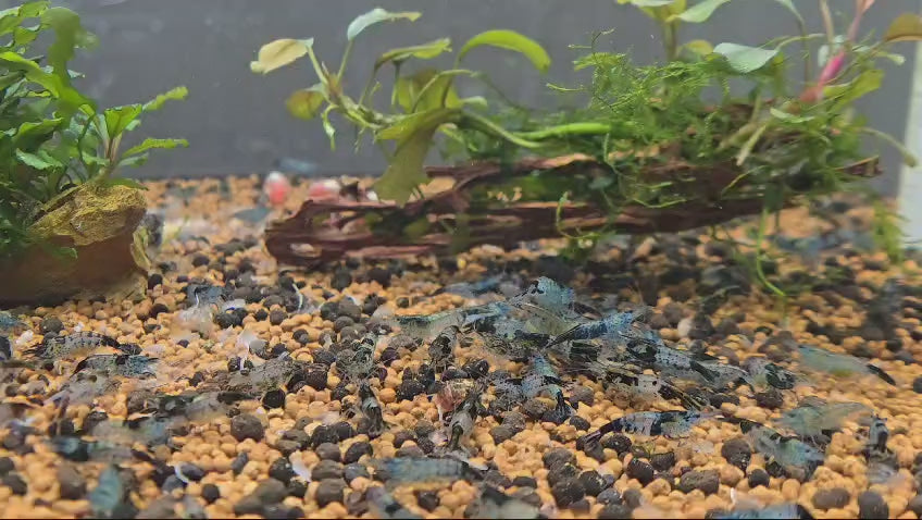 Live Freshwater Aquarium Fancy Shrimp Black Rili High Quality 10/$30, 20/$50 (Neocaridina sp.)(FS-006)
