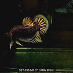 Live Male Betta Copper-Yellow Imbellis Wild Plakat (DET-235) High quality what you see what you get!!