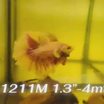 Live Male Betta Fancy Purple Pink Lavender Halfmoon Rosetail (Sky-1211) High quality what you see what you get!!