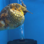 Chinese Ranchu Calico 4” Body Female(CK-1464)BLUETUBC