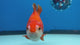 Thai Oranda Red/White 4” Body Male(CK-1519)R2A05