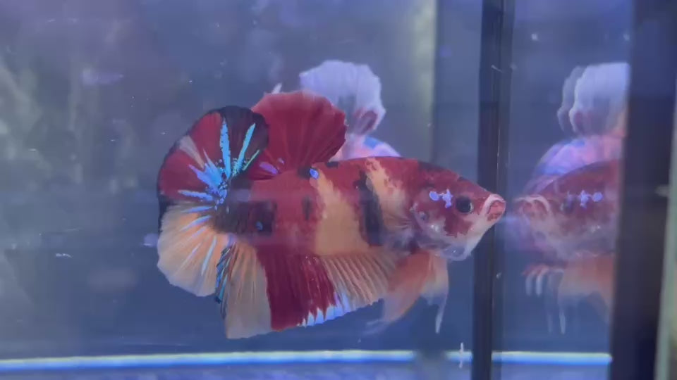 Live Male Betta Classic Nemo Koi Plakat (TNK-A753) High quality What you see What you get!!