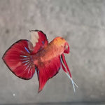 Live Male Betta Fantasy Red Splendens Hybrid Wild Plakat (BID-190) High quality what you see what you get!!