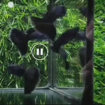 Live Fancy Guppy Fish Premium Quality Full Black Moscow (CGP-017)